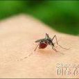 廁所蚊香 廁所蚊香