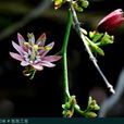 紅花青藤(紅花青藤) 紅花青藤(紅花青藤)
