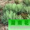 白刺科 白刺科