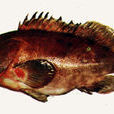 半月石斑魚