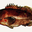 半月石斑魚 半月石斑魚