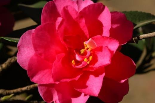 Camellia sasanqua Camellia sasanqua