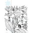 杜根藤(杜根藤) 杜根藤(杜根藤)