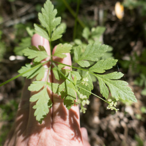 Osmorhiza brachypoda