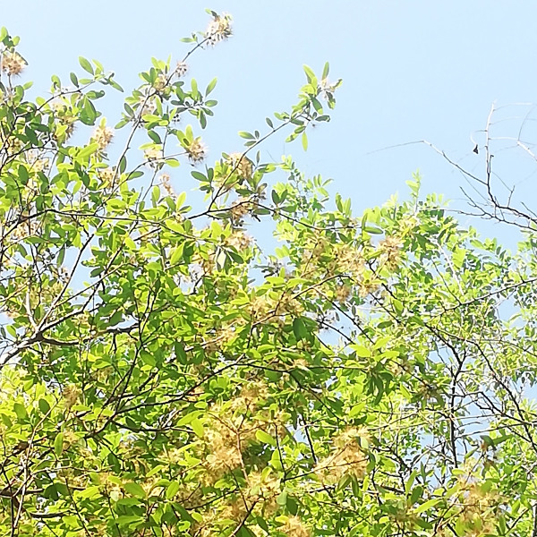 Lasiocarpus salicifolius