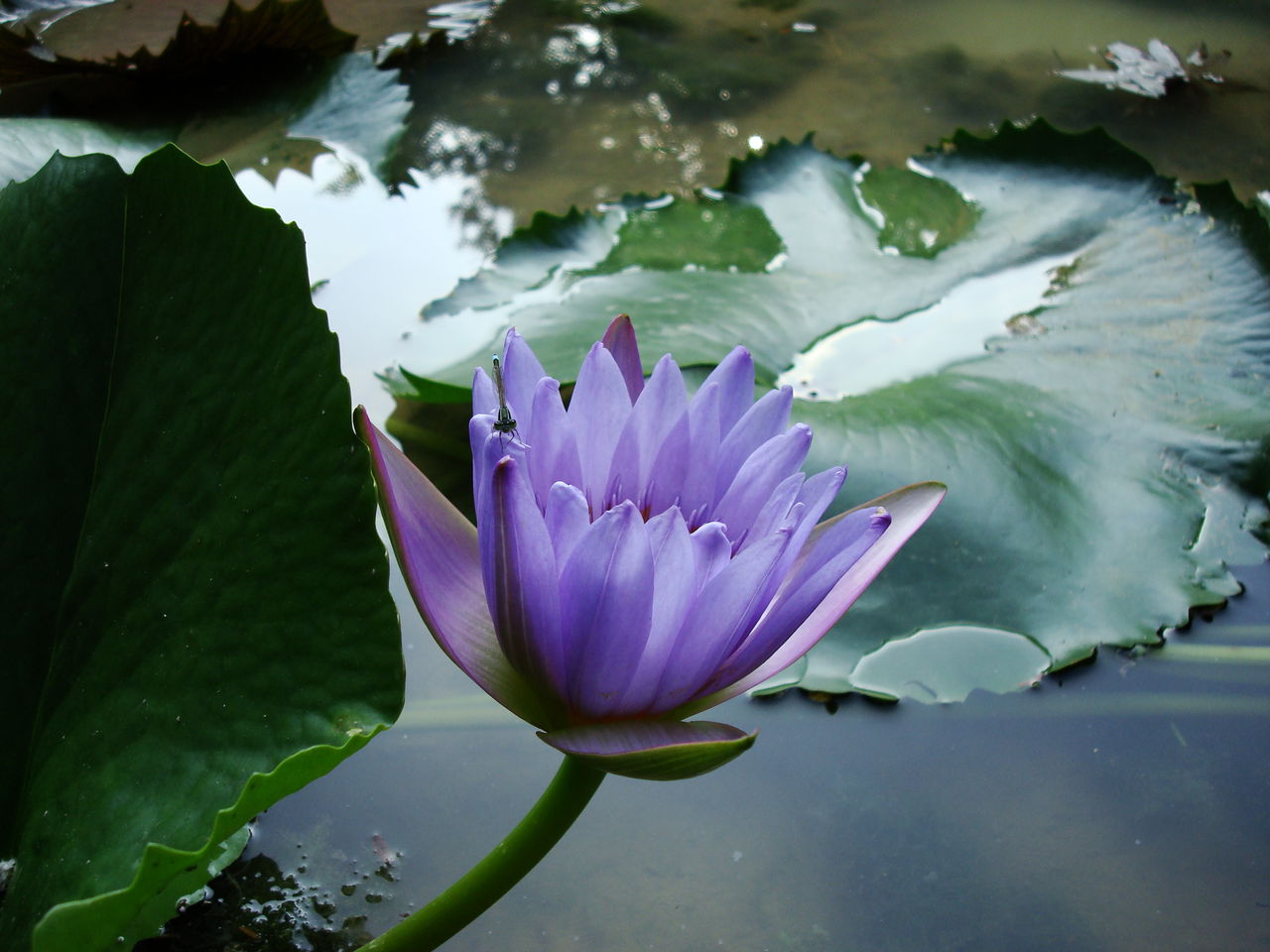 紫荷(花卉)