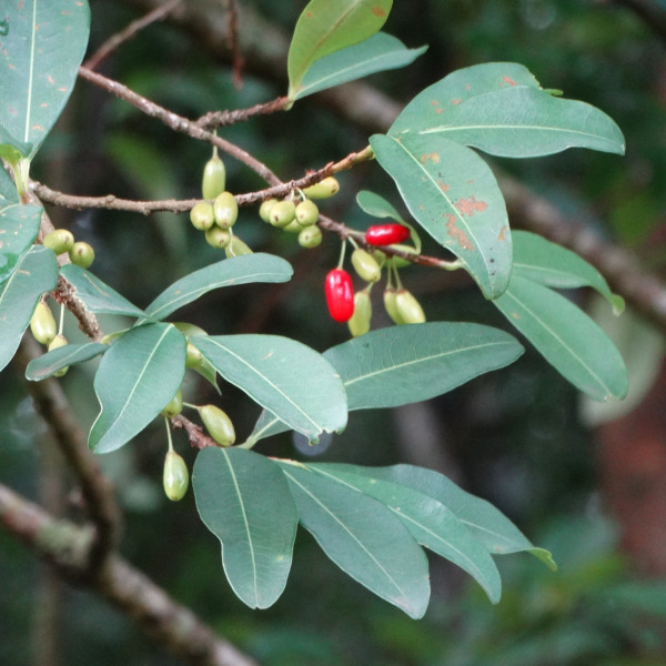 Erythroxylum deciduum