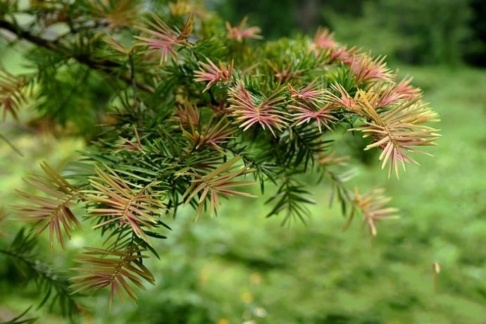 柔毛油杉