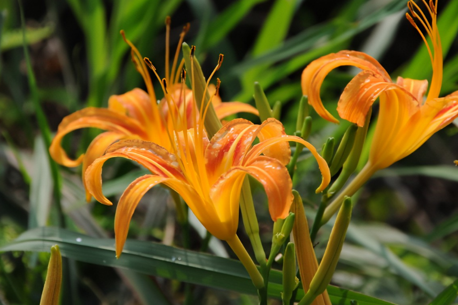 Hemerocallis \x27Golden Tycoon\x27