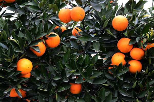 江西臍橙樹形特徵