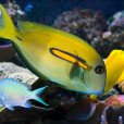 橙斑刺尾魚(一字刺尾鯛) 橙斑刺尾魚(一字刺尾鯛)
