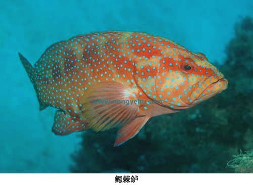 鰓棘鱸屬 鰓棘鱸屬