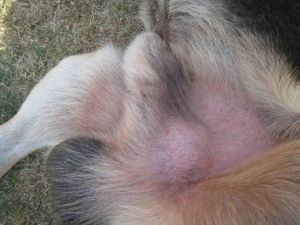 犬的傳染性性病腫瘤
