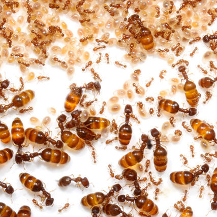 孟加拉盲切葉蟻的兵蟻（飽腹狀態）、工蟻和卵幼