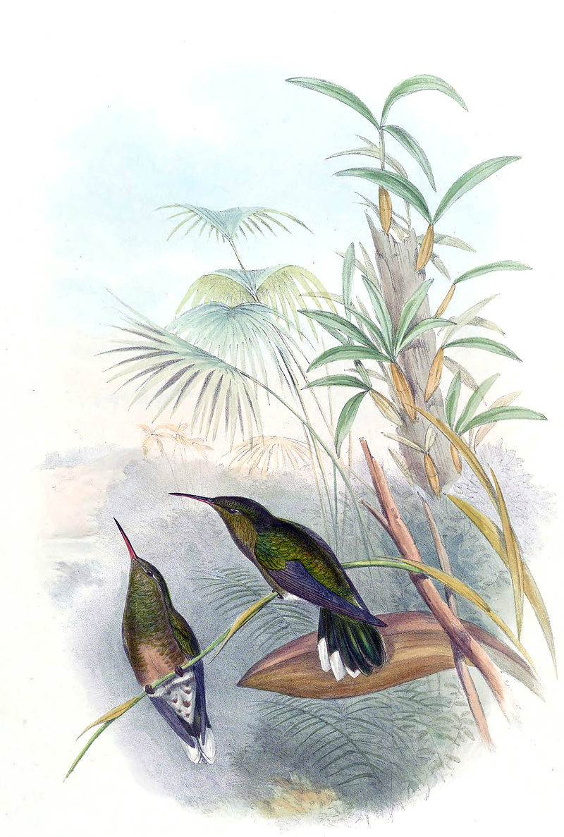 棕胸刀翅蜂鳥
