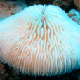 粒狀蕈珊瑚