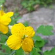 野人血 野人血
