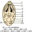 等孢球蟲屬 等孢球蟲屬