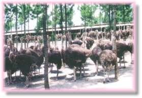 韶關乳源鴕鳥養殖場