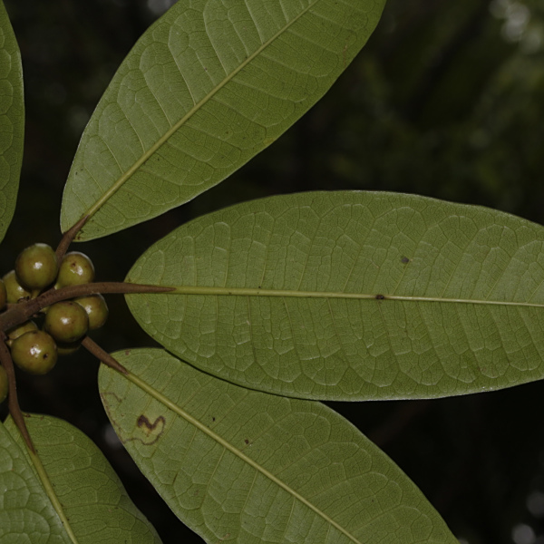 Ficus vieillardiana