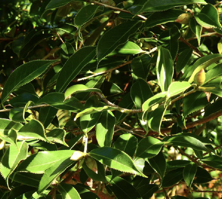 石果毛蕊山茶(石果紅山茶)