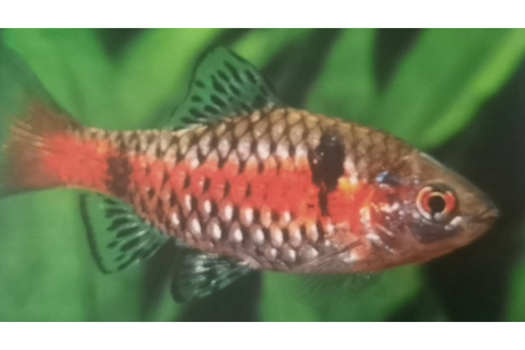 五彩鯽魚 五彩鯽魚
