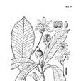 瘤枝密花樹 瘤枝密花樹