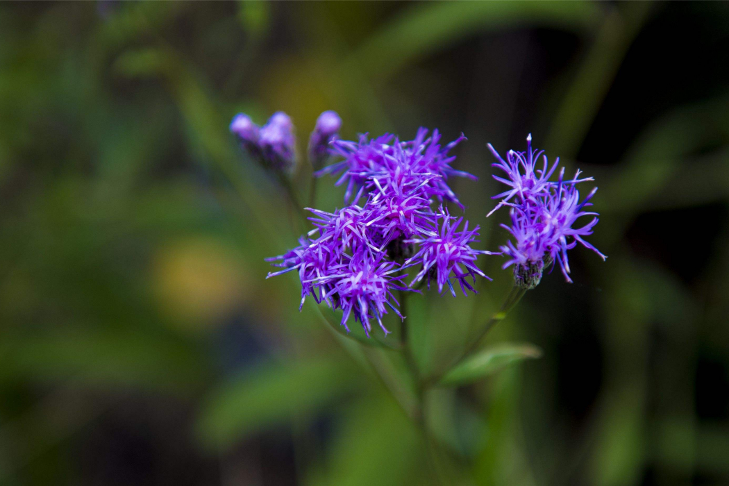 竹溪風毛菊 竹溪風毛菊