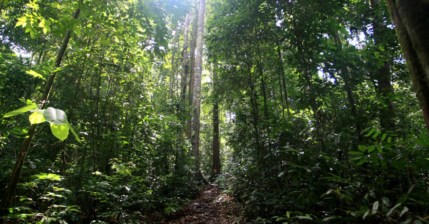 熱帶雨林自然保護區