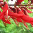 木本象牙紅 木本象牙紅