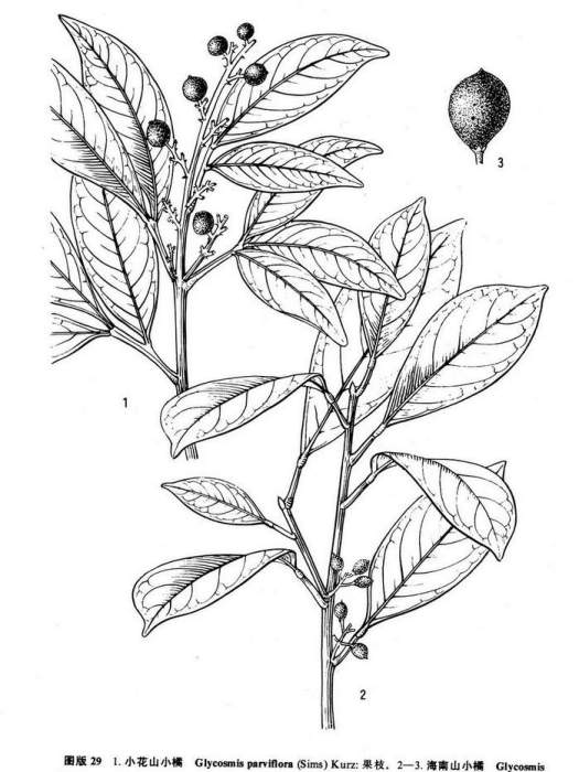 小花山小橘(Glycosmis parviflora) 小花山小橘(Glycosmis parviflora)