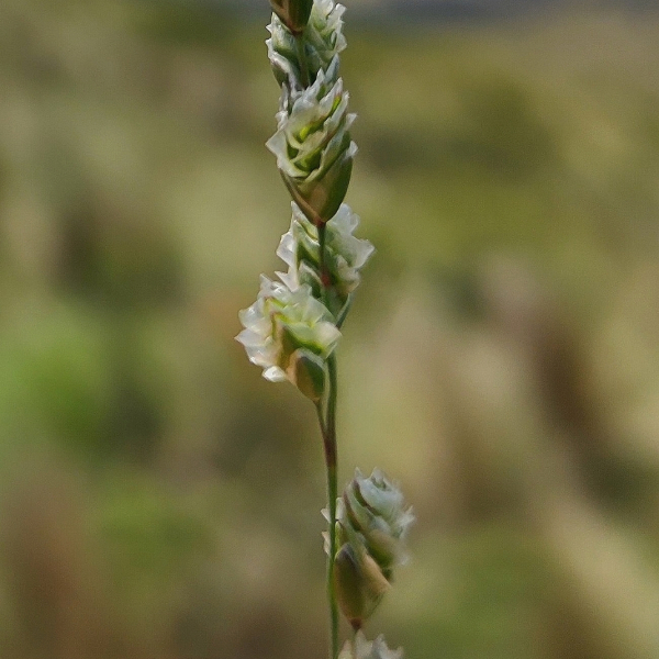 Chascolytrum paleapiliferum