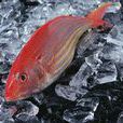 金線魚(鱸形目金線魚動物) 金線魚(鱸形目金線魚動物)
