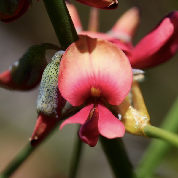 Sphaerolobium benetectum