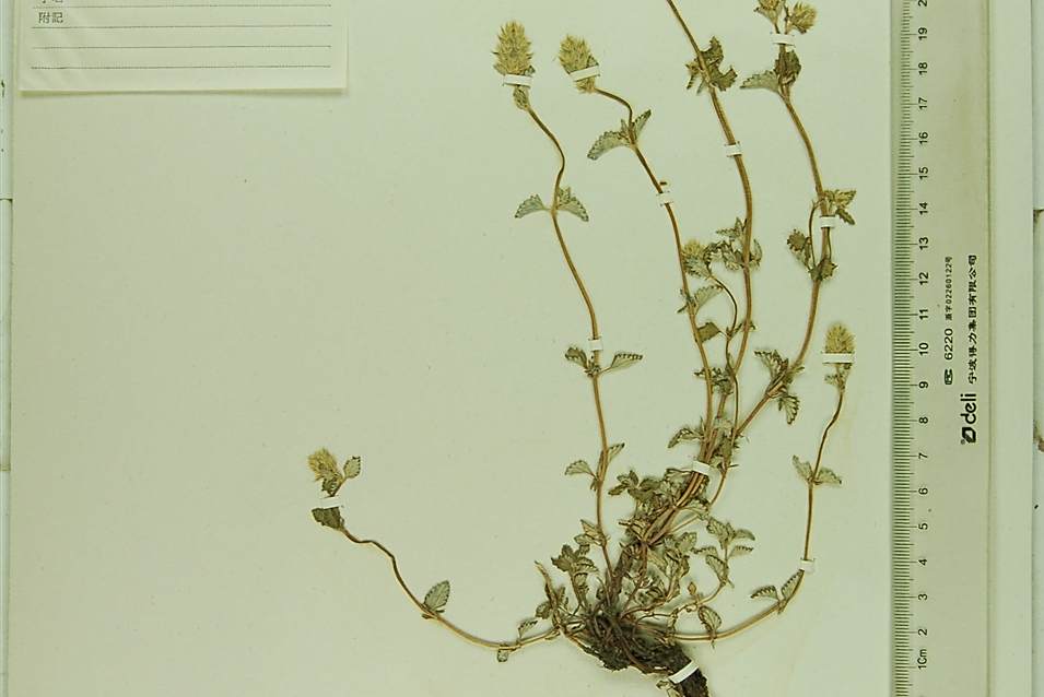 喀什荊芥 喀什荊芥