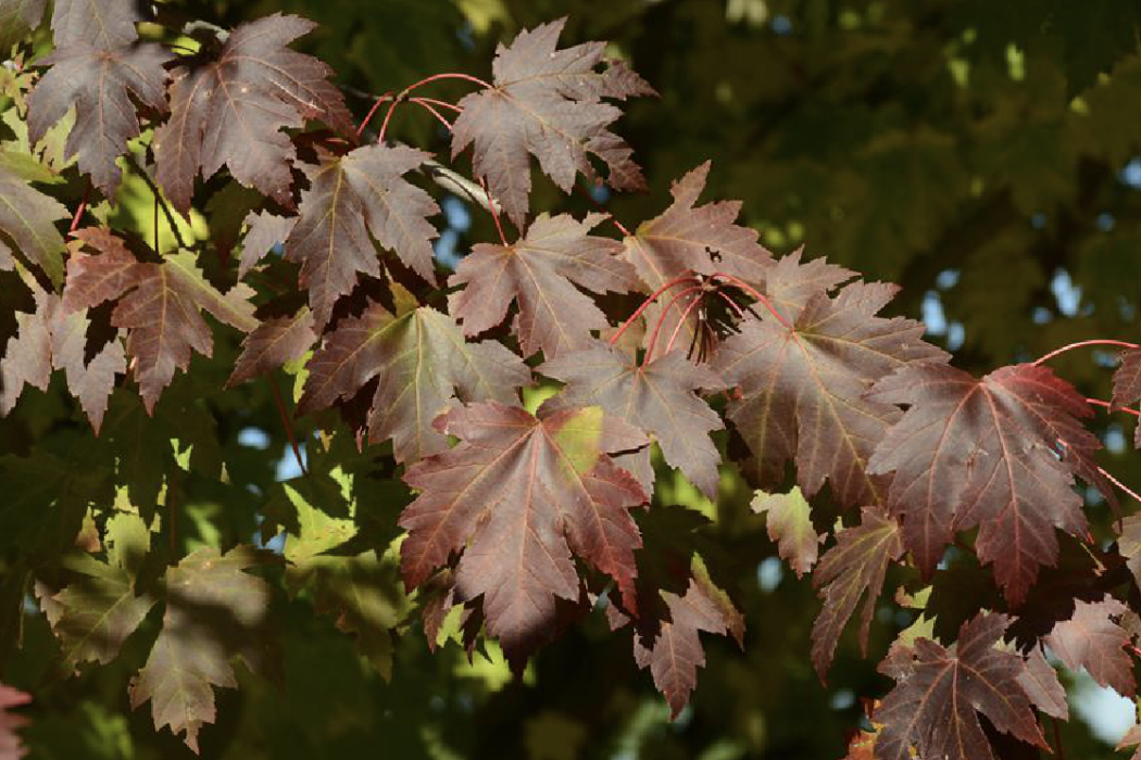 銀紅槭(弗里曼槭) 銀紅槭(弗里曼槭)