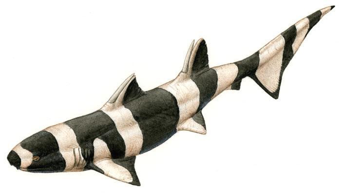 櫛棘鯊