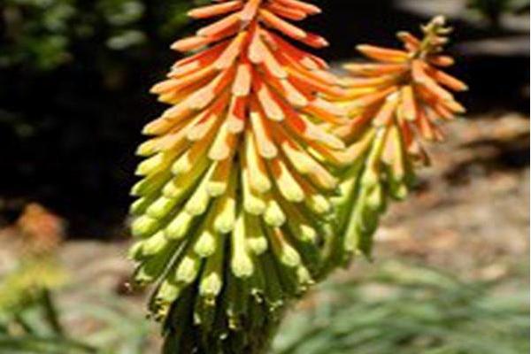 Kniphofia hirsuta \x27Fire Dance\x27