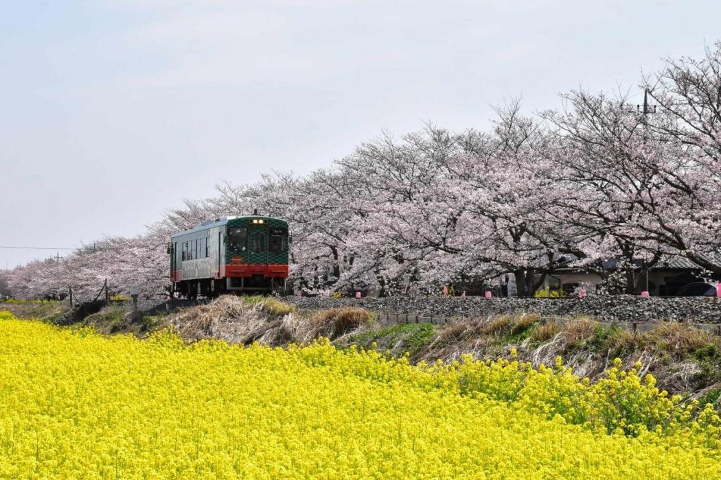 真岡線 真岡線
