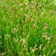小莎草 小莎草