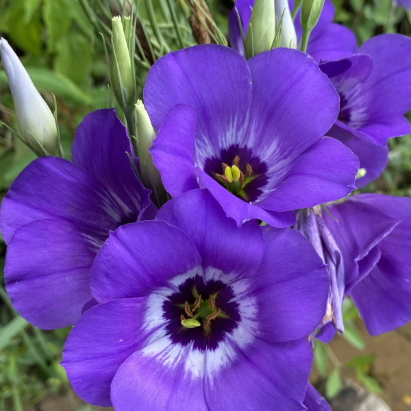 Eustoma russellianum