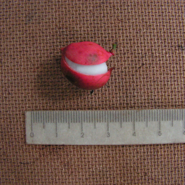 Protium heptaphyllum