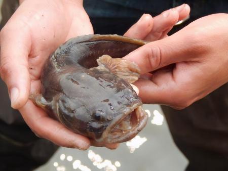 斑光蟾魚 斑光蟾魚