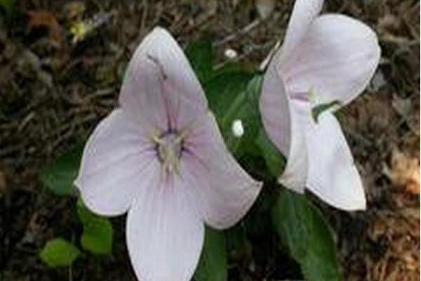 Platycodon grandiflorus \x27Astra Pink\x27