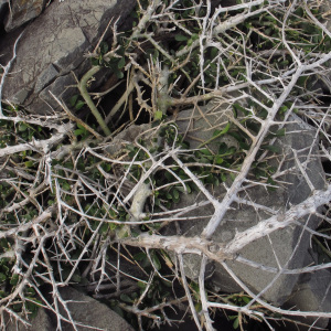 Melicytus crassifolius