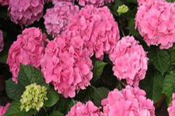 Hydrangea macrophylla (group) Hydrangea macrophylla (group)
