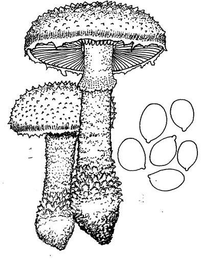 角鱗白鵝膏菌