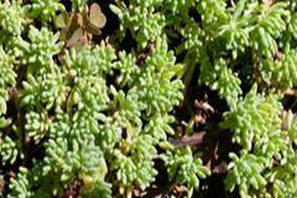 Sedum pallidum var. bithynicum \x27Sea Stars\x27 Sedum pallidum var. bithynicum \x27Sea Stars\x27