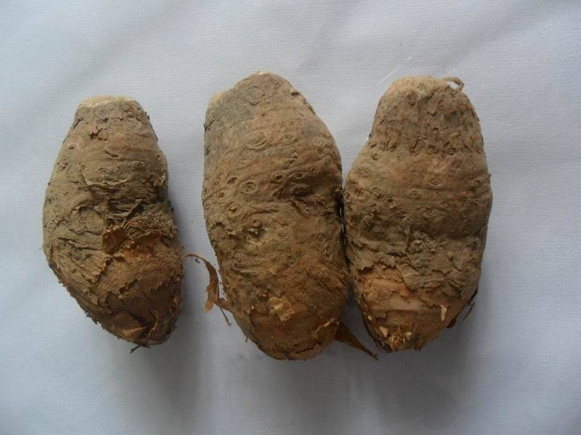杏疔菌