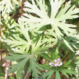 野老鶴草 野老鶴草